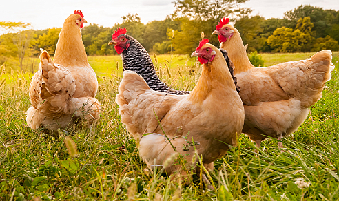 Kanatlılarda Besleme Nasıl Olmalı? Yumurta ve Etlik Piliç Beslemede Nelere Dikkat Edilmeli?