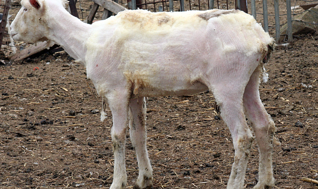 Koyun Kırkımı Nedir? Nasıl Yapılır ve Neden Önemlidir?