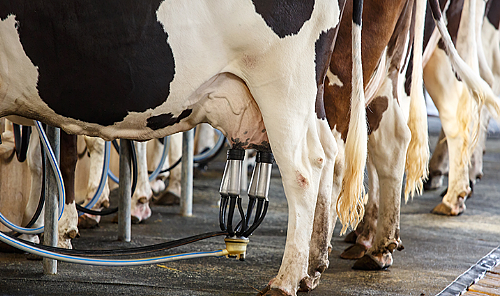 Süt İneklerinde Geçiş Dönemi Beslenmesi Neden Kritik?