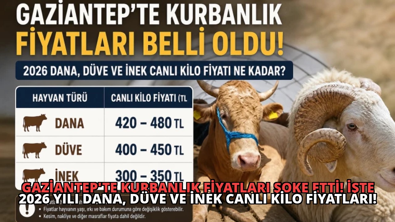 Gaziantep’te Kurbanlık Fiyatları Şoke Etti! İşte 2026 Yılı Dana, Düve ve İnek Canlı Kilo Fiyatları!